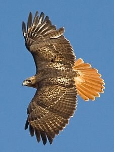 Red-tailedHawk Red-tailedHawk